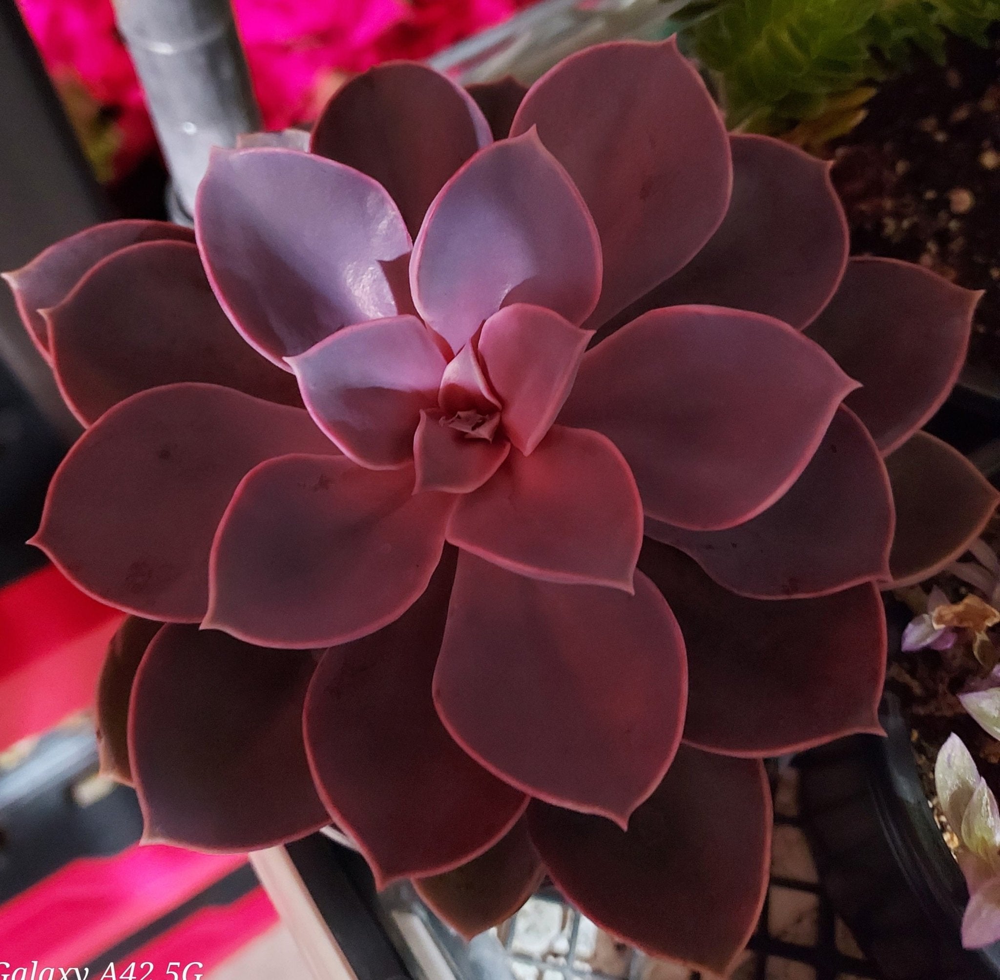 Home & Garden Plants and Seeds - Brush Creek Gift and Garden Nook