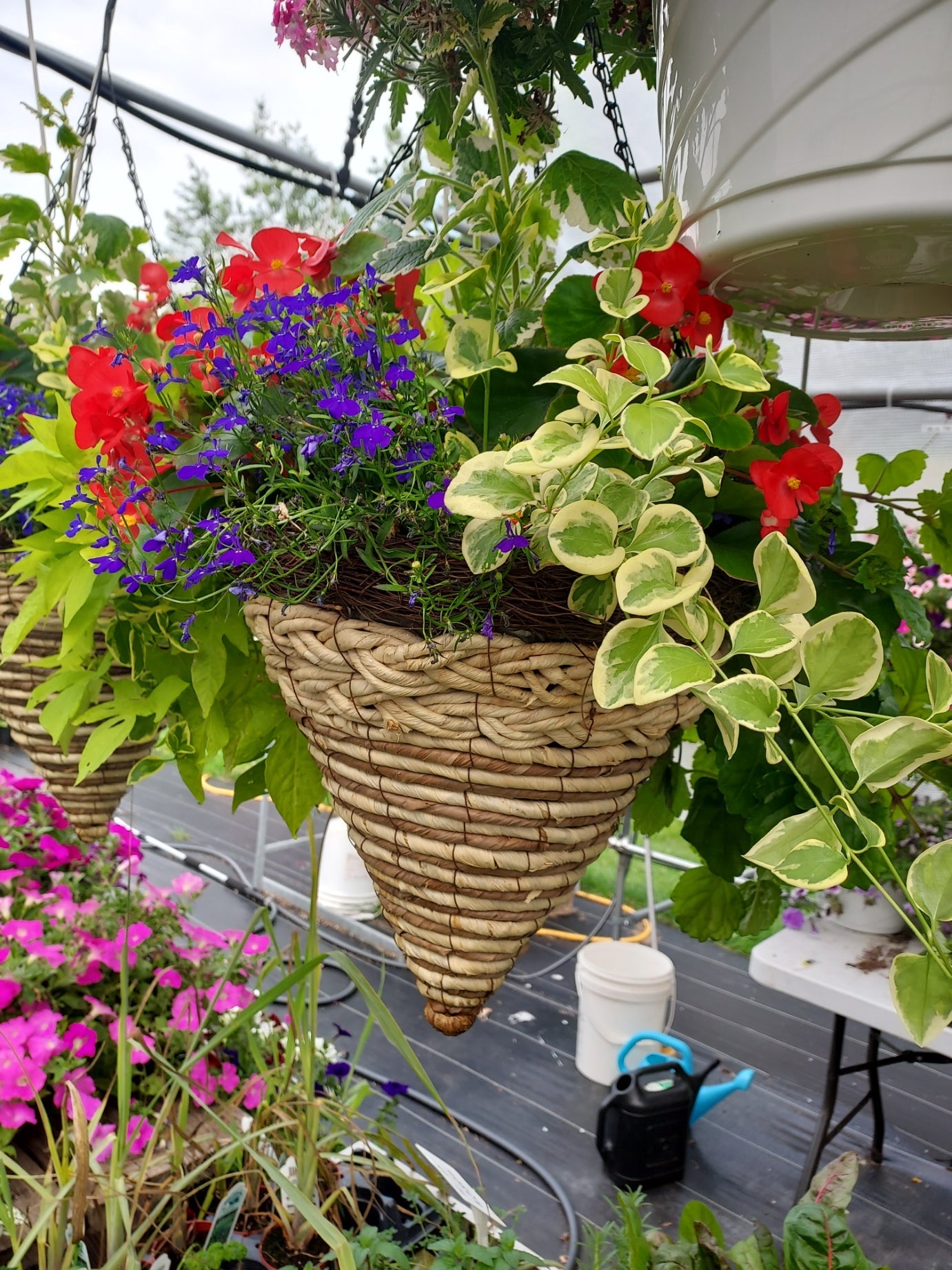A collection of large decorative stone planters and pots arranged on a front lawn and steps beside a white house exterior, filled with colorful flowers and green foliage.