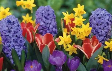 Spring Favorites - Brush Creek Gift and Garden Nook