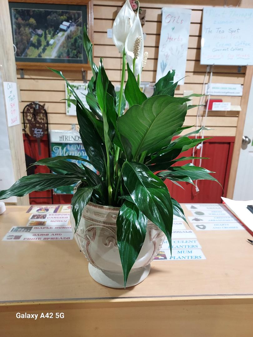 Sympathy Dish Gardens and Plant Arrangements-Brush Creek Evergreens, Greenhouse and Gift Nook 