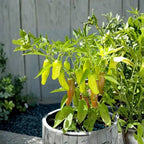 A potted pepper plant with bright green leaves and several hanging light green to orange-brown peppers, shown outdoors in a gray planter against a wooden fence.