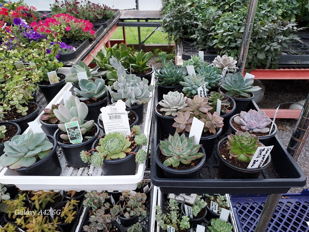 Mother’s Day Garden Mystery Gift Bundle – Succulent + Spring Décor Surprise - Brush Creek Gift and Garden Nook