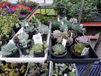 Mother’s Day Garden Mystery Gift Bundle – Succulent + Spring Décor Surprise - Brush Creek Gift and Garden Nook