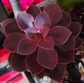 Mother’s Day Succulent Mystery 4‑Pack – A Fun, Fresh Gift for Plant‑Loving Moms - Brush Creek Gift and Garden Nook