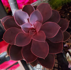 Mother’s Day Succulent Mystery 4‑Pack – A Fun, Fresh Gift for Plant‑Loving Moms - Brush Creek Gift and Garden Nook