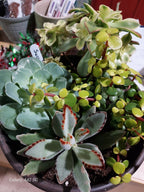 Mother’s Day Garden Mystery Gift Bundle – Succulent + Spring Décor Surprise - Brush Creek Gift and Garden Nook