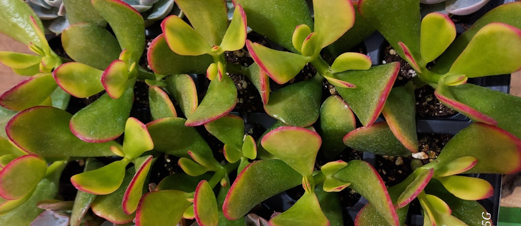 Mother’s Day Garden Mystery Gift Bundle – Succulent + Spring Décor Surprise - Brush Creek Gift and Garden Nook