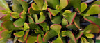 Mother’s Day Garden Mystery Gift Bundle – Succulent + Spring Décor Surprise - Brush Creek Gift and Garden Nook