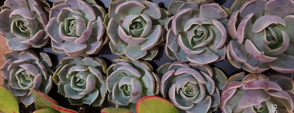 Mother’s Day Garden Mystery Gift Bundle – Succulent + Spring Décor Surprise - Brush Creek Gift and Garden Nook