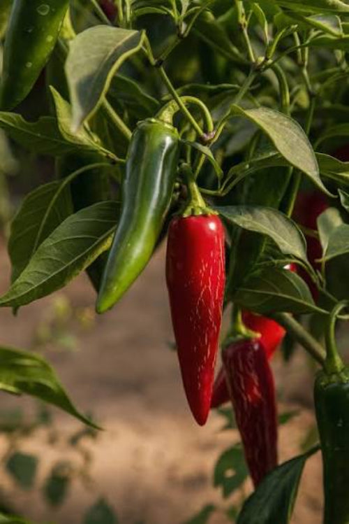 A close-up of a chili pepper plant with a bright red chili pepper hanging prominently among green leaves and stems.
