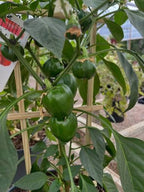 Green bell peppers growing on a pepper plant in a greenhouse or garden setting, with leaves, stems, and a wooden trellis visible.