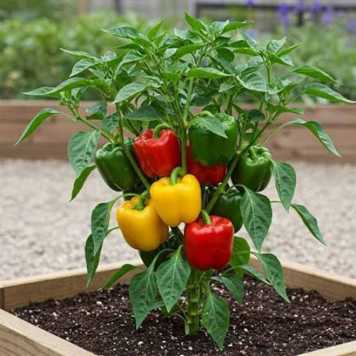 A pepper plant in a wooden raised garden bed, bearing green, red, and yellow bell peppers in a garden setting.