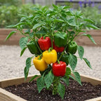 A pepper plant in a wooden raised garden bed, bearing green, red, and yellow bell peppers in a garden setting.