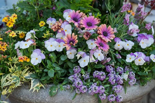 A close-up of a stone planter filled with a dense mix of colorful flowers, including white and purple pansies, pink and orange daisies, and small purple flowers, surrounded by green foliage.