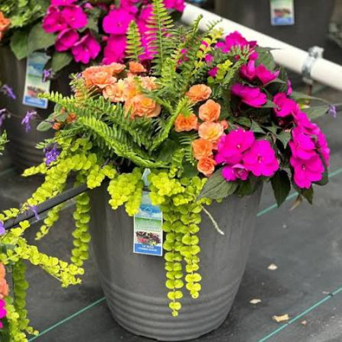 A potted mixed flower arrangement in a gray plastic pot, featuring bright pink flowers, orange roses, green ferns, and trailing lime-green foliage, photographed in a nursery or garden center setting.