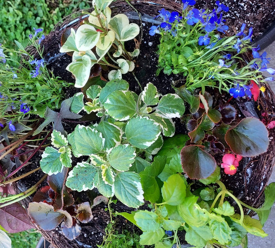 A top-down view of a woven wicker basket planter filled with green variegated foliage, blue flowers, and small pink blossoms.