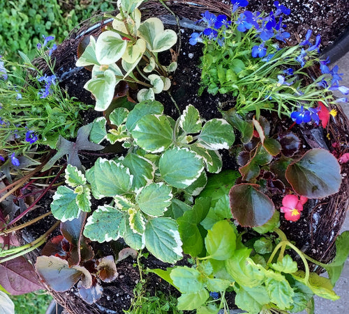 A top-down view of a woven wicker basket planter filled with green variegated foliage, blue flowers, and small pink blossoms.