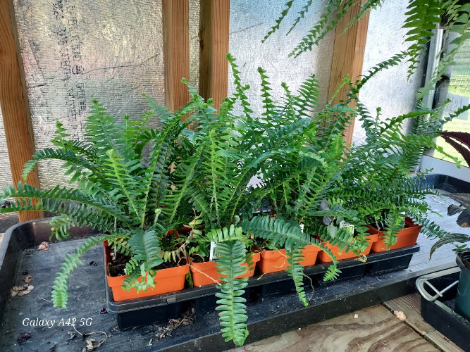 Several green fern plants in small orange pots arranged in a black tray on a wooden surface, with a textured wall and wooden framing in the background.