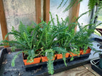 Several green fern plants in small orange pots arranged in a black tray on a wooden surface, with a textured wall and wooden framing in the background.