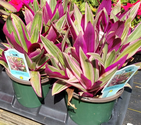 Three potted variegated oyster plant with striking purple, pink, and green striped leaves, sitting in a black nursery tray.