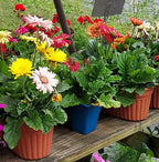 A row of potted gerbera daisies in terracotta and blue pots on a wooden garden shelf, with green foliage and a variety of colorful flowers including yellow, red, pink, and white.