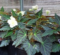 A potted Begonia plant with dark green leaves featuring prominent light green veins and reddish-purple margins, accented by delicate white flowers.