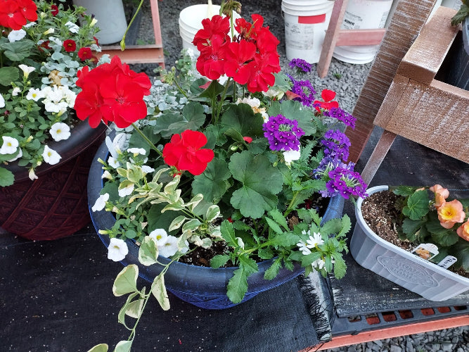 Greenhouse‑grown blooming houseplant arrangement in decorative pot. A potted mixed flower arrangement featuring bright red geraniums, purple flowers, white blossoms, and variegated green foliage in a dark blue pot, displayed on a table at what appears to be a nursery or garden center.