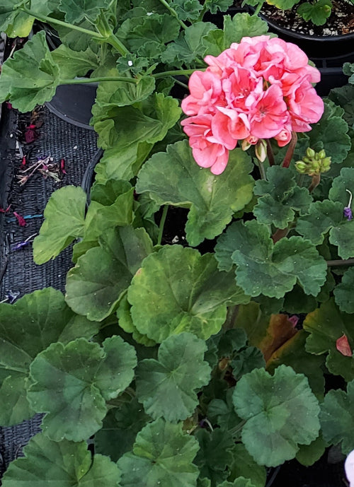 A pink geranium plant with a full cluster of ruffled pink flowers and rounded green leaves, growing in a black nursery pot.