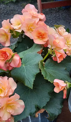 Close-up of a flowering begonia with peach-pink blossoms and large green leaves, photographed outdoors.