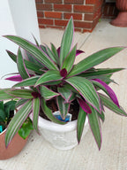 A potted Oyster Plant, commonly known as the Moses in the Cradle plant, featuring green leaves with prominent white stripes and deep purple margins, potted in a white ceramic pot against a light wall sitting on a porch floor.