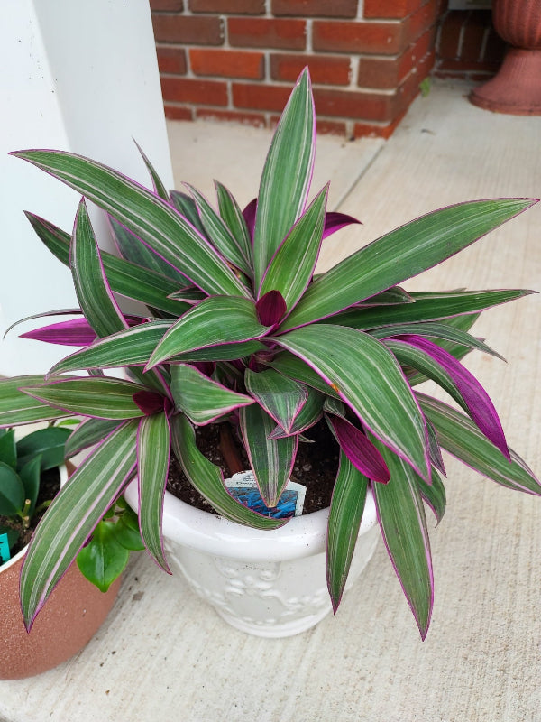 A potted Oyster Plant, commonly known as the Moses in the Cradle plant, featuring green leaves with prominent white stripes and deep purple margins, potted in a white ceramic pot against a light wall sitting on a porch floor.