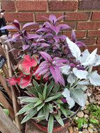 A potted mixed plant arrangement featuring purple and pink foliage, silver-leafed plants, and a variegated green and white spider plant, shown outdoors next to a red brick wall.