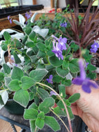 A close-up of a Streptocarpella potted plant with green leaves and small purple flowers, being held by a person's hand in a nursery or garden setting.