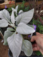 A close-up of a potted Angel Wing plant with large, dusty silver-white leaves, held by a hand in a garden setting.