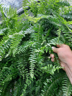 A close-up of a hand holding a frond of a green Boston fern among dense, leafy green foliage.