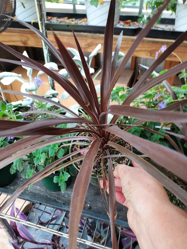 A close-up of a Cordyline plant with dark reddish-brown leaves, held by a hand in a greenhouse setting with other potted plants visible in the background.