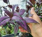 A close-up of a purple and green striped Persian Shield being held by a person's hand, with other potted plants and a greenhouse background visible.