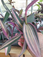 A close-up of a trailing Setcreasea houseplant with variegated leaves showing green, pink, and cream stripes, held by a hand in a greenhouse setting.