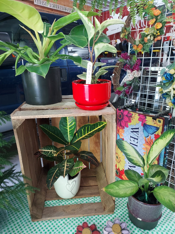A collection of potted houseplants arranged on and around a rustic wooden crate in a shop or garden center setting. The plants include a large green leaf plant in a black pot, a white and green variegated plant in a red pot, a smaller green and yellow variegated plant in a white pot, and another green plant in a dark pot.
