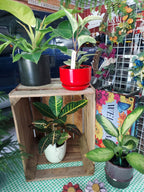 A collection of potted houseplants arranged on and around a rustic wooden crate in a shop or garden center setting. The plants include a large green leaf plant in a black pot, a white and green variegated plant in a red pot, a smaller green and yellow variegated plant in a white pot, and another green plant in a dark pot.