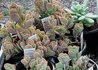 Live Succulents Greenhouse grown – 