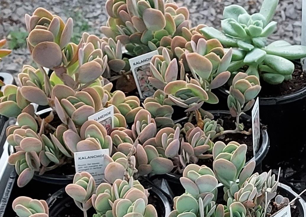 Live Succulents Greenhouse grown – 