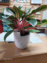 White Heart plant container