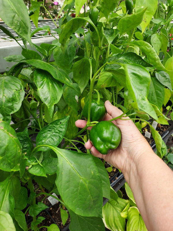 A hand harvesting a ripe green bell pepper from a leafy pepper plant growing in a retail greenhouse garden tray.