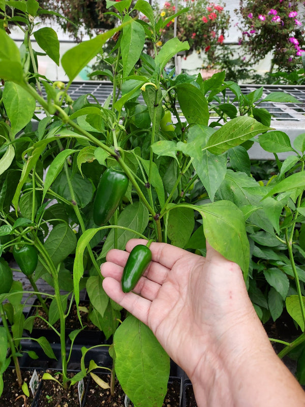 A hand holding a small green jalapeñ pepper plant on a retail greenhouse display rack surrounded by more green pepper plants and flowers.