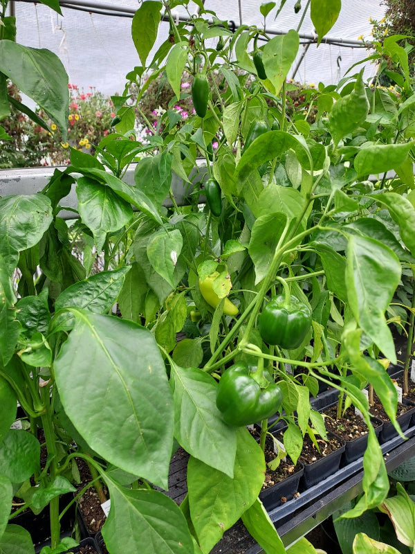 Green bell pepper plants growing in a greenhouse, with several unripe green peppers visible among large green leaves.