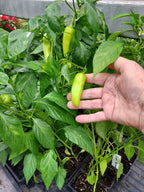 A hand holding a small, light green sweet banana pepper growing on a leafy plant, with other peppers and seed trays visible in the background.