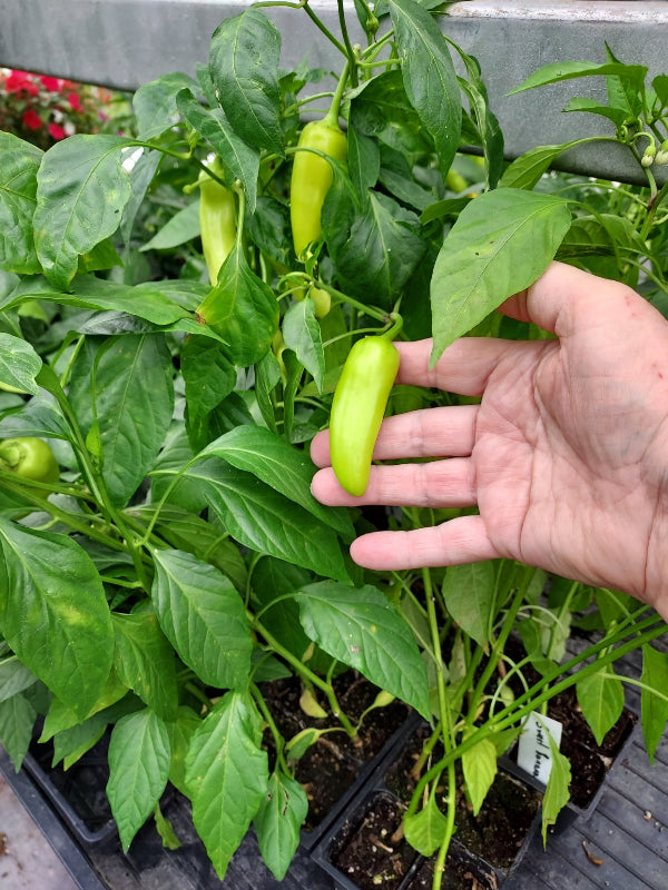 A hand holding a small, light green sweet banana pepper growing on a leafy plant, with other peppers and seed trays visible in the background.