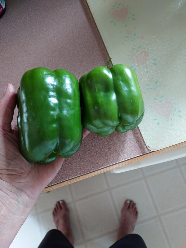 Two green bell peppers stacked vertically in a person's hand, with a tiled floor and patterned counter visible in the background.