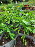Green pepper plants growing in black fabric grow bags filled with dark soil, photographed in a garden setting.